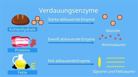 Schema Verdauung und Aufnahme von Kohlenhydraten in den Blutkreislauf