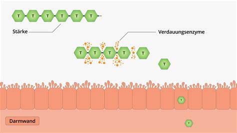 Schema Verdauung von Kohlenhydraten: von Stärke zu Glukose und Ausnahmen (Ballaststoffe)