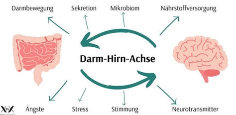 Schema Wechselwirkung Hormone, Darm und Gehirn bei Heißhunger