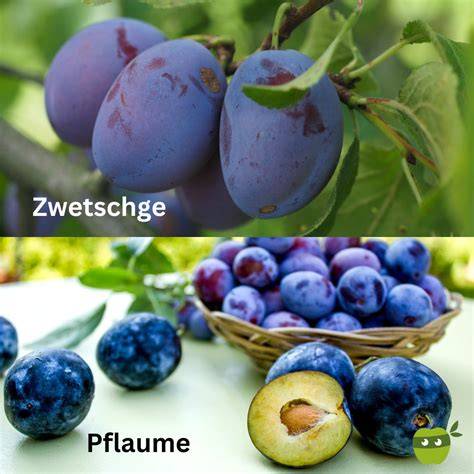 Schema Zwetschgen vs. Pflaume im Vergleich
