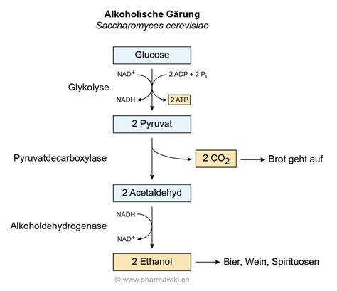 Schema alkoholische Gärung - Glykolyse, Decarboxylierung, Alkoholbildung