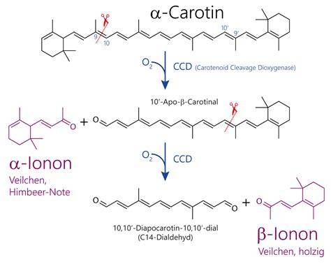 Schema der Carotin-Struktur und Wirkung