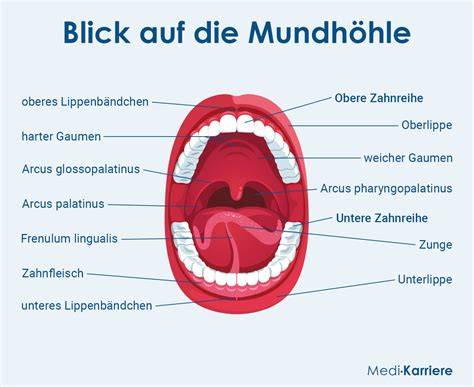 Schema der Entstehung einer Aphthe in der Mundschleimhaut