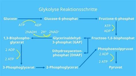 Schema der Glykolyse: Übersicht der zehn Schritte von Glukose zu Pyruvat
