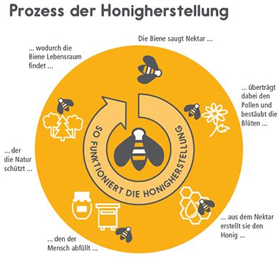 Schema der Honigherstellung im Bienenstock