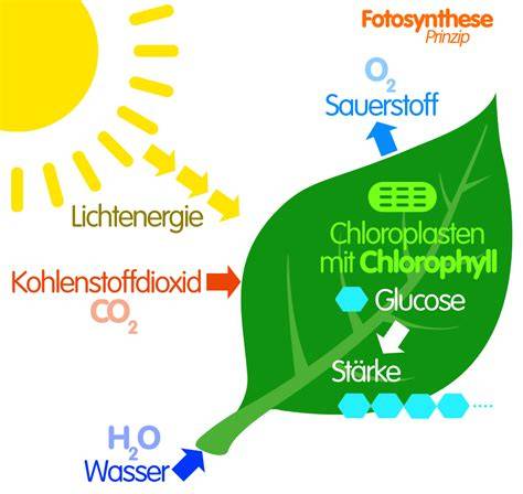 Schema der Photosynthese und Zuckerbildung in der Pflanze