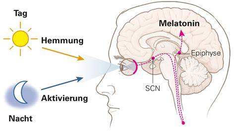 Schema der Schlaf-Wach-Steuerung im Gehirn