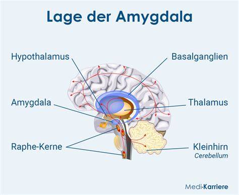 Schema der Stressantwort (Amygdala → Nebennieren → Leber)