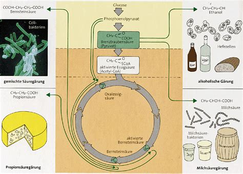 Schema der alkoholischen Gärung und Stoffwechselwege von Hefe