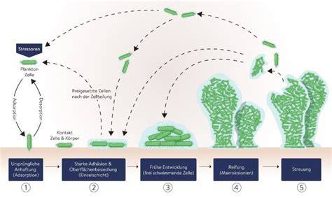 Schema der antibakteriellen Wirkung und Biofilmbildung