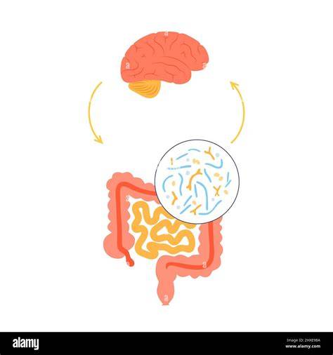 Schema der neurobiologischen Signalwege zwischen Darm und Gehirn bei Zuckerkonsum
