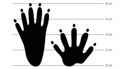 Schema der taktilen Handbewegungen des Waschbären
