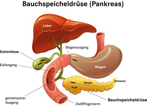 Schema des Glukosestoffwechsels im menschlichen Körper mit Bauchspeicheldrüse und Leber