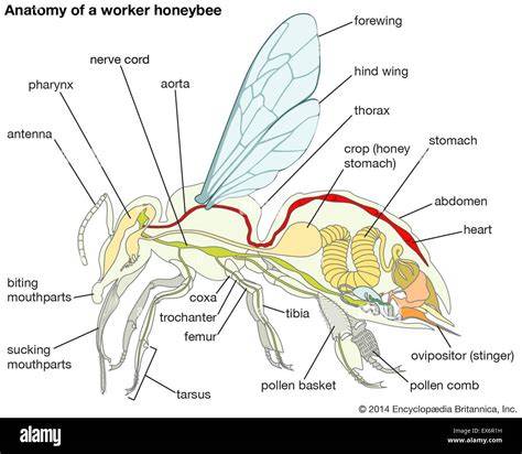 Schema einer Honigbiene mit Pollenhöschen und Honigblase