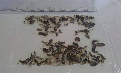 Schema einer Honigfalle gegen Silberfische
