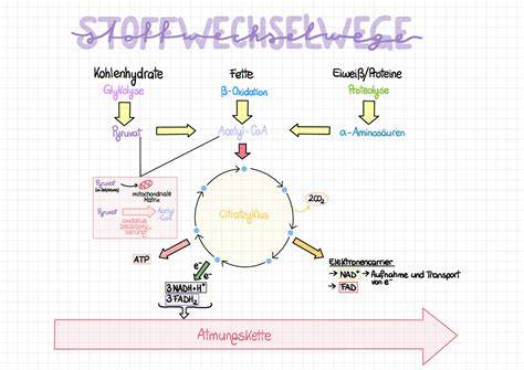 Schematische Darstellung: Acesulfam-K und Sucralose im Stoffwechsel