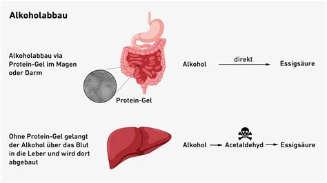 Schematische Darstellung: Alkoholaufnahme und Wirkung im Blut
