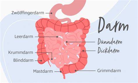 Schematische Darstellung: Aufbau und Funktion des Darms