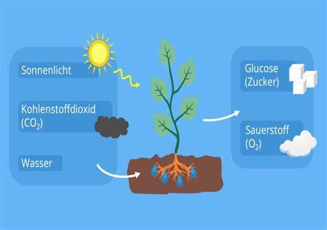 Schematische Darstellung: Austausch von Zucker durch Xylit/Erythrit in Rezepten