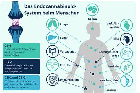 Schematische Darstellung: Cannabinoide sind lipophil und binden an Butter/Öl