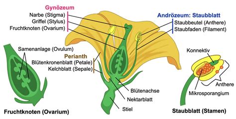 Schematische Darstellung: Eibischwurzel und Honig, Struktur der Schleimstoffe
