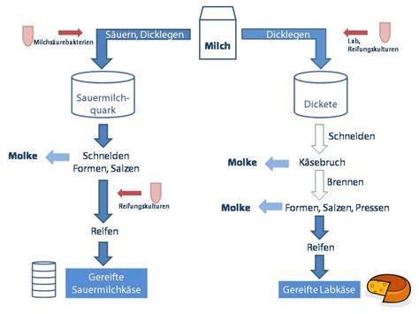 Schematische Darstellung: Herstellung laktosefreier Milch mittels Laktase-Zugabe
