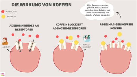 Schematische Darstellung: Koffein in Kakao und typische Mengen pro Riegel
