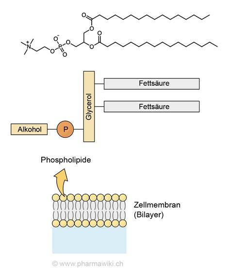Schematische Darstellung: Rolle von Lecithin als Emulgator in Schokolade