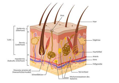 Schematische Darstellung: Schichten und Nährstoff-Schwerpunkte einer Milka-Schoko-Bananen-Torte