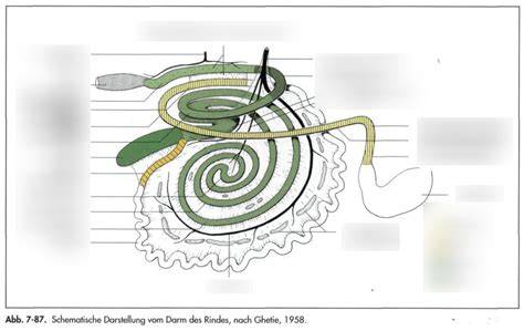 Schematische Darstellung: Teigruhe, Backzeit, Rollfenster, Schoko-Dip