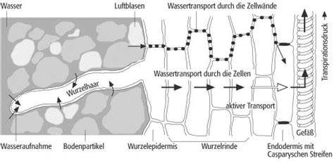 Schematische Darstellung: Wasseraufnahme und Quellzeiten bei Type 405 vs. 1050 im Rührteig