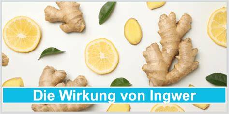 Schematische Darstellung: Wirkung von Ingwer auf das Immunsystem
