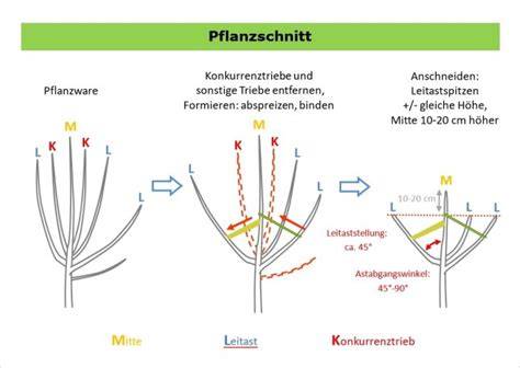 Schematische Darstellung: Wuchsformen und Kronenentwicklung des Katsurabaums