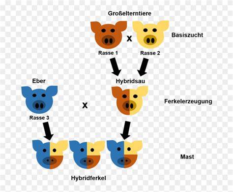 Schematische Darstellung: Zutatenliste einer Laugenbrezel und Laugenbad