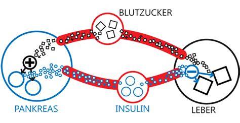 Schematische Darstellung Insulinwirkung