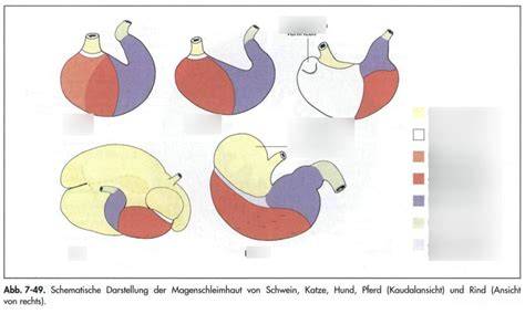 Schematische Darstellung der Füllung von Schokodatteln (Querschnitt)
