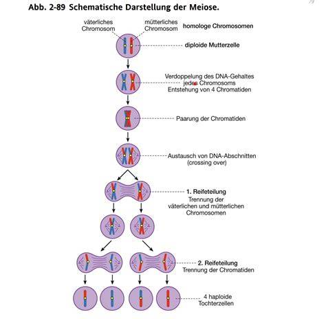 Schematische Darstellung der Palmöl-Lieferkette und Zertifizierung