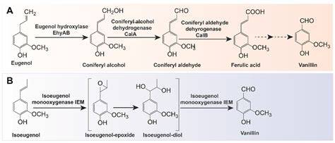 Schematische Darstellung der Vanillin-Synthese aus Eugenol
