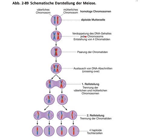 Schematische Darstellung der Zutaten hochwertiger Pralinen
