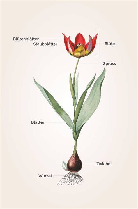 Schematische Darstellung des Nadeltricks bei Tulpen