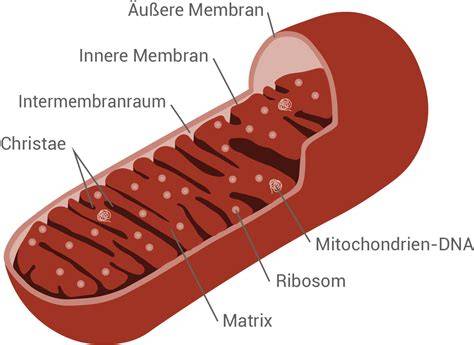 Schematische Grafik: Aufbau eines drehbaren Brüsseler-Waffeleisens mit tiefen Platten