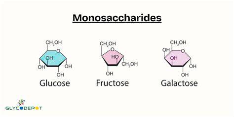 Schematische Struktur: Monosaccharid, Carbonyl- und Hydroxylgruppen