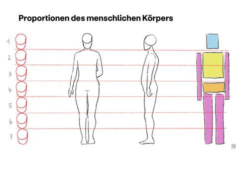 Schematische Zeichnung: Körperproportionen und typische Kopfform (Apfelform) beim Chihuahua