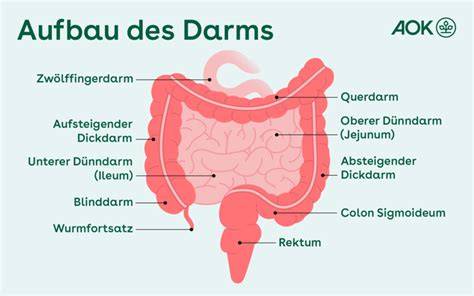 Schichtgrafik: Aufbau der Cantuccini-Kirsch-Torte und Tiramisu-Alternative