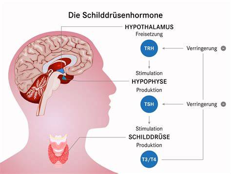 Schilddrüse und Zuckerstoffwechsel