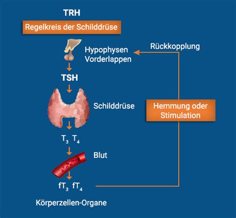 Schilddrüsenhormone, Stoffwechsel, Auswirkungen