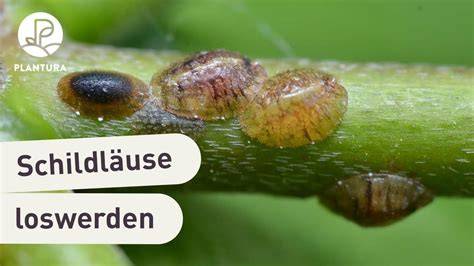 Schildlaus und Schellack-Gewinnung