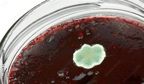Schimmelbildung auf Marmelade - Ursachen & Prävention