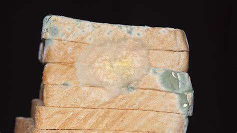 Schimmeliges Toastbrot in Verpackung