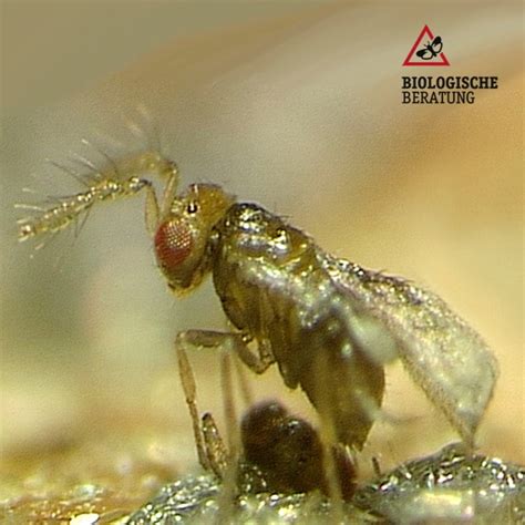 Schlupfwespen als biologische Bekämpfungsmethode gegen Lebensmittelmotten